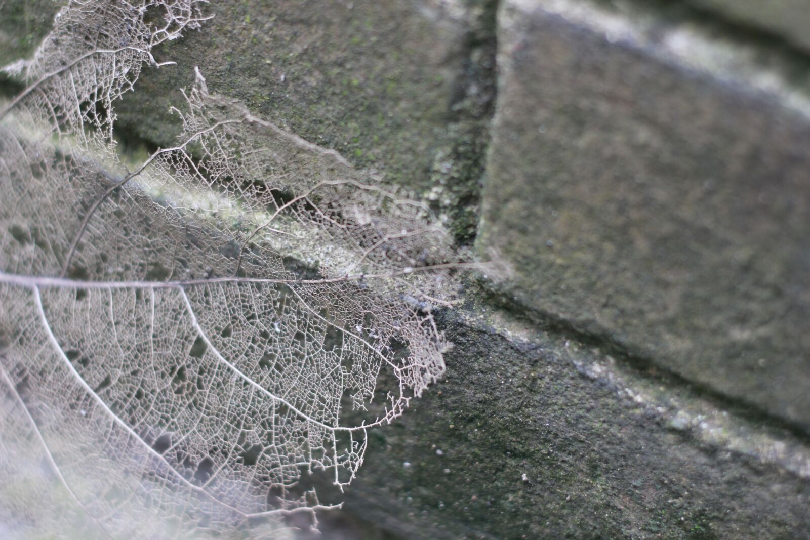 Canon EOS 550D (EOS Rebel T2i / EOS Kiss X4) sample photo. Corrosion, the leaves, gray photography
