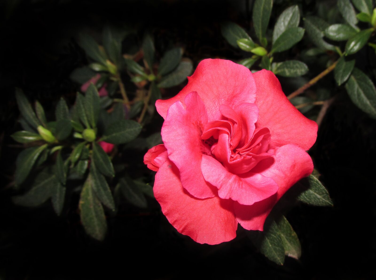 Canon PowerShot SX170 IS sample photo. Azalea, flower, garden photography