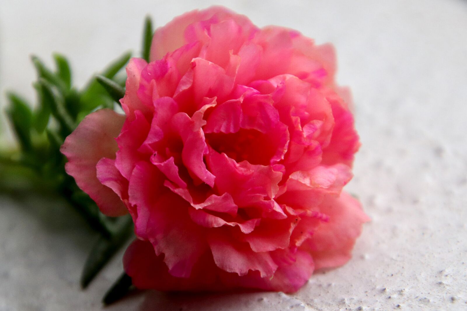 Canon EOS 80D sample photo. Portulaca, beautiful flowers, a photography