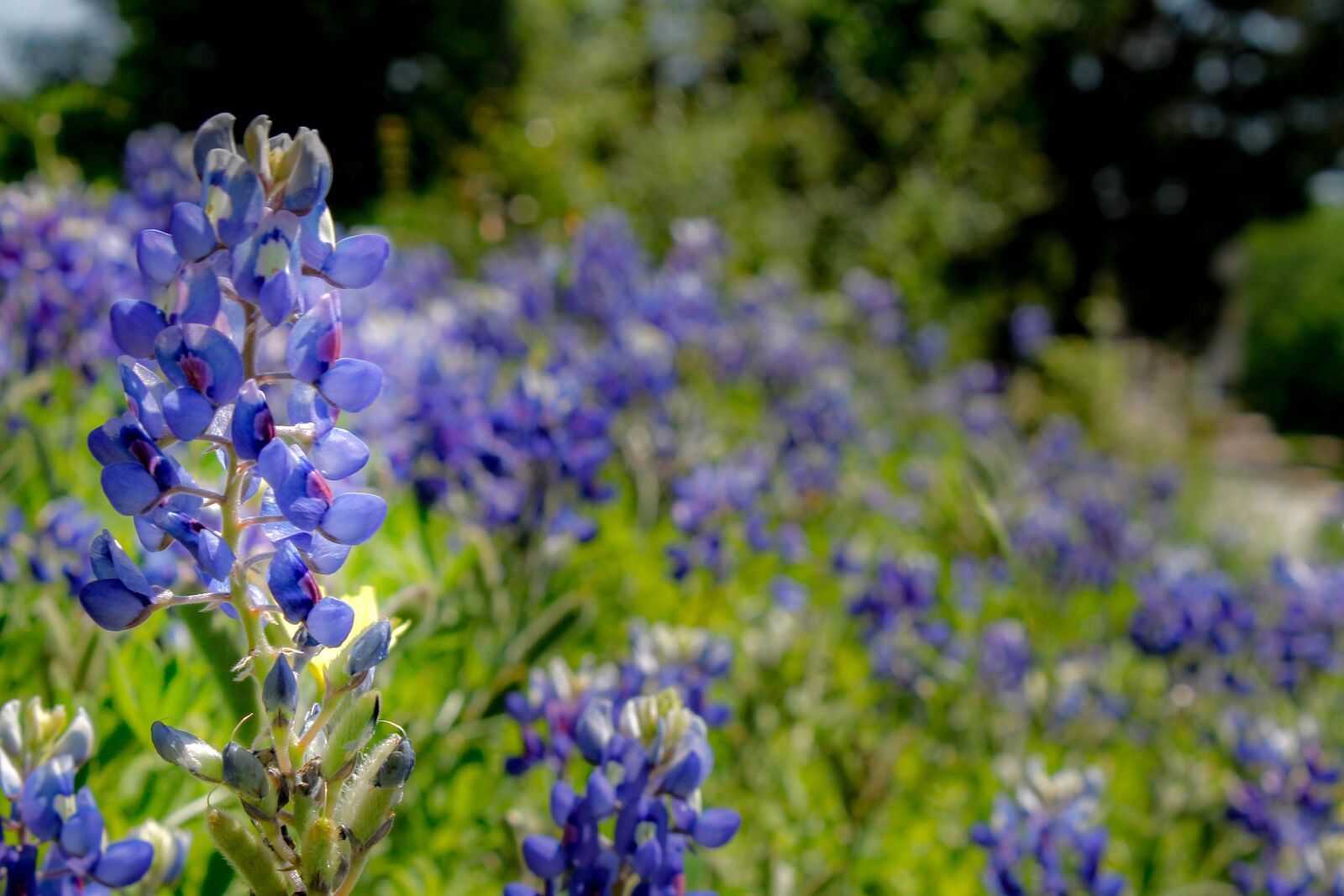 Canon EOS 1100D (EOS Rebel T3 / EOS Kiss X50) sample photo. Bluebonnet, wildflower, texas photography