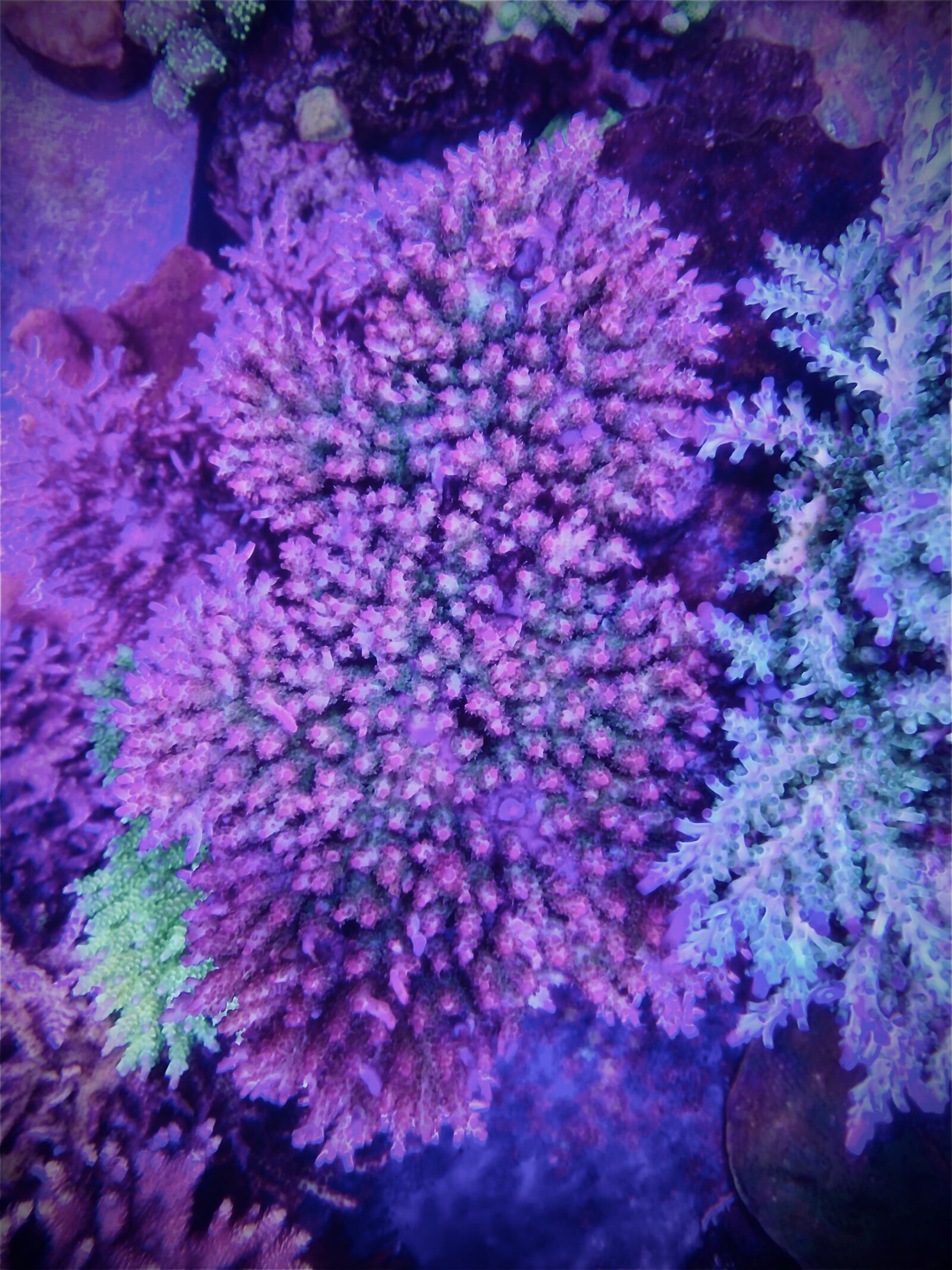 Apple iPhone XR sample photo. Acropora, coral, reef photography