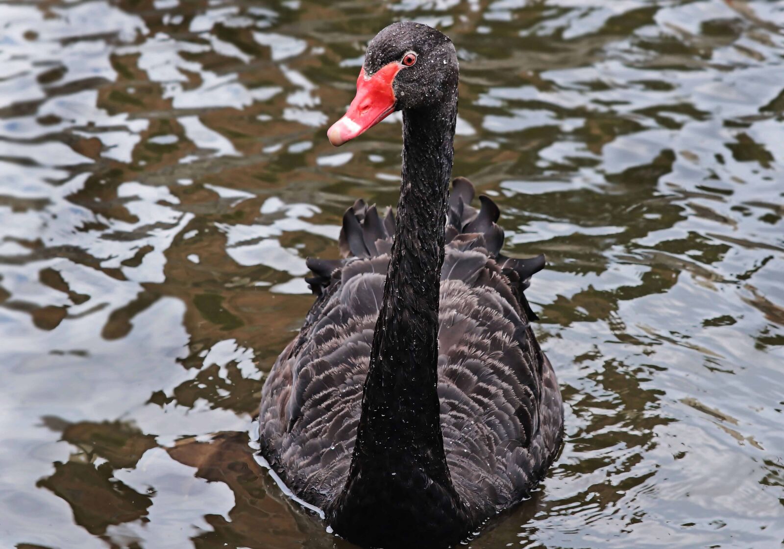 Canon EOS 80D sample photo. Nature, bird, waterfowl, water photography