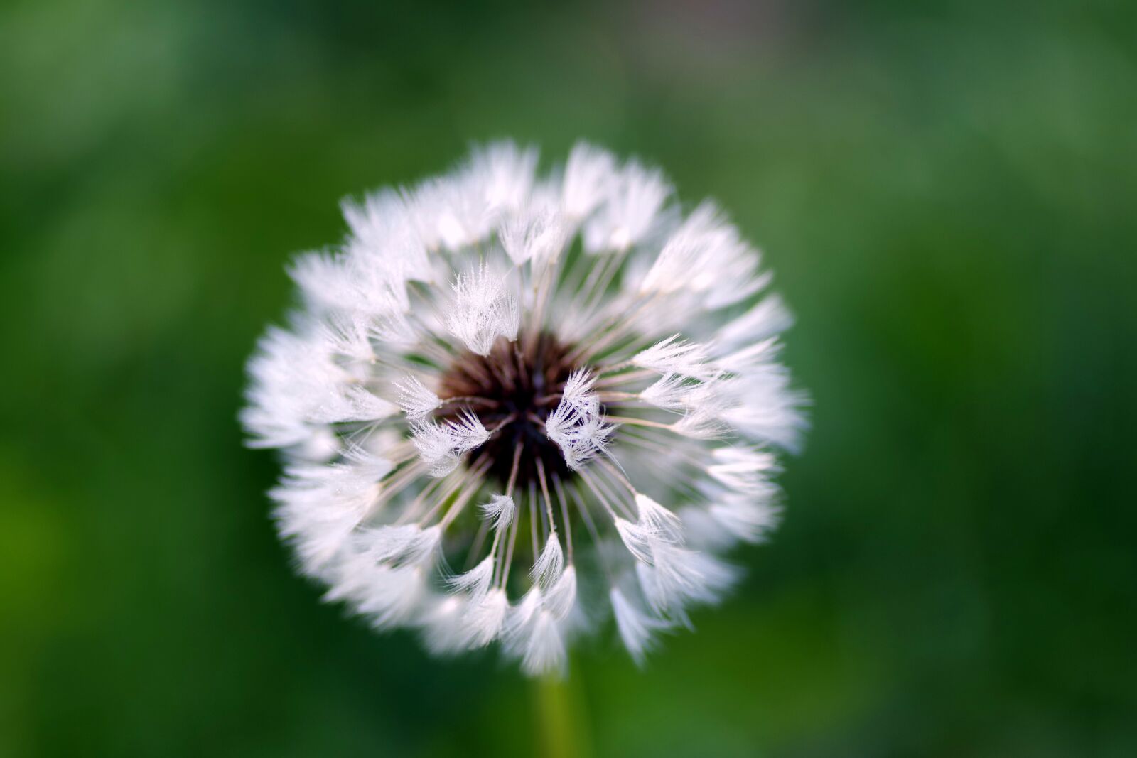Pentax K-S2 sample photo. Dandelion, rosa, water photography