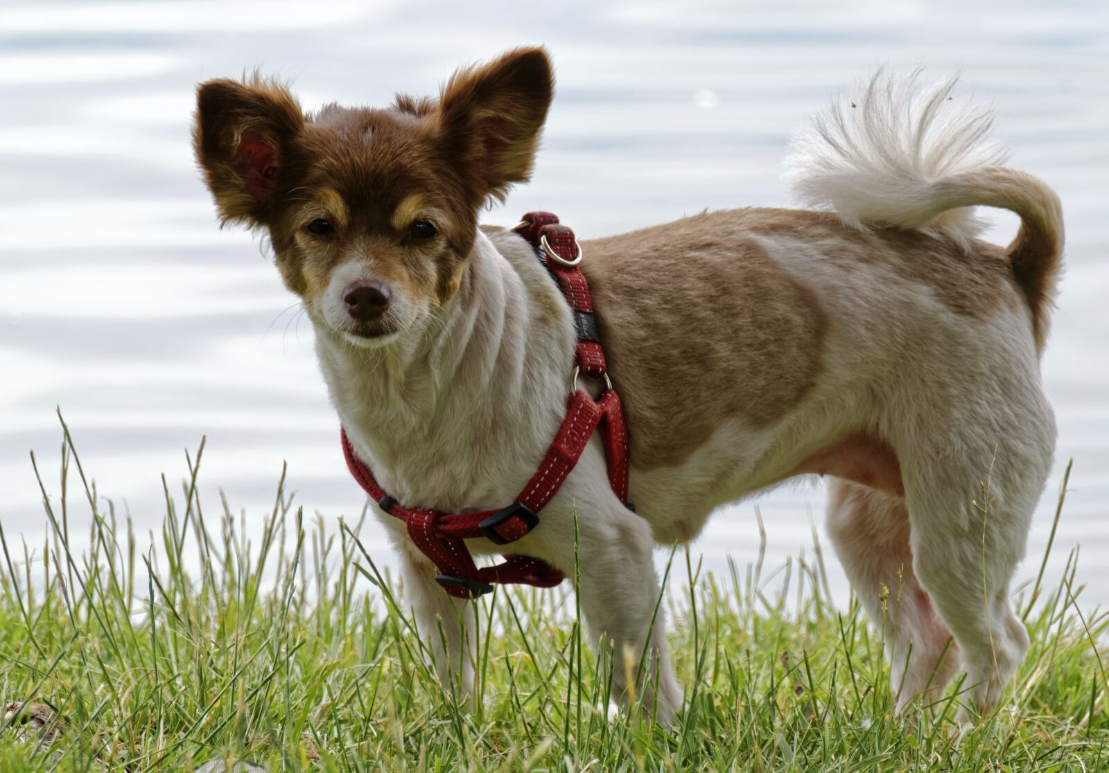 Nikon D5300 sample photo. Dog, pet, leash photography