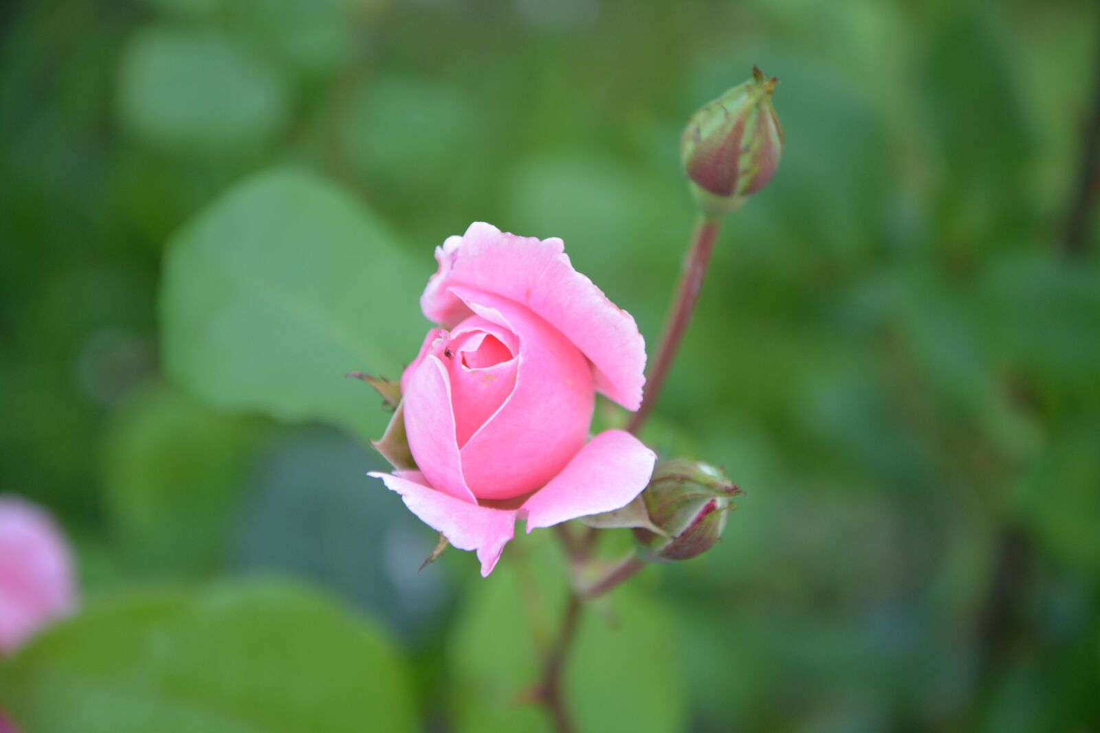 Nikon D5200 sample photo. Rose bud, color pink photography