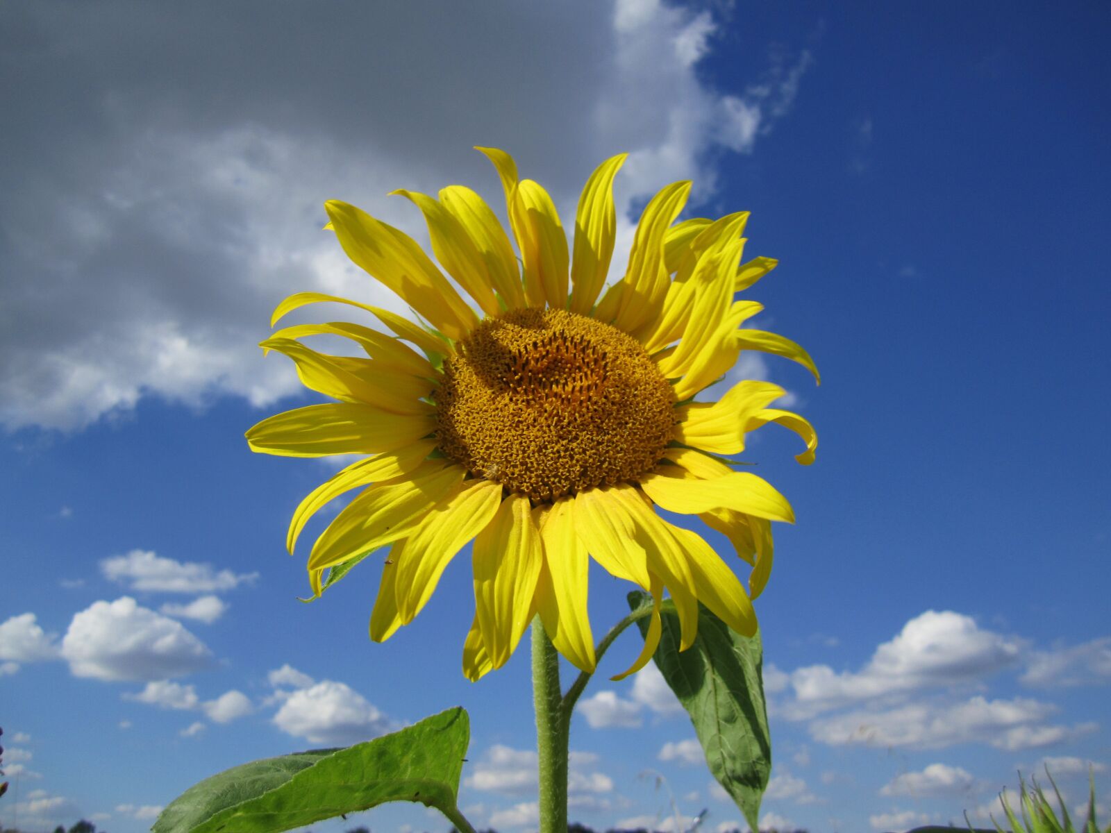 Canon PowerShot SD1400 IS (IXUS 130 / IXY 400F) sample photo. Sunflower, sun, flower photography