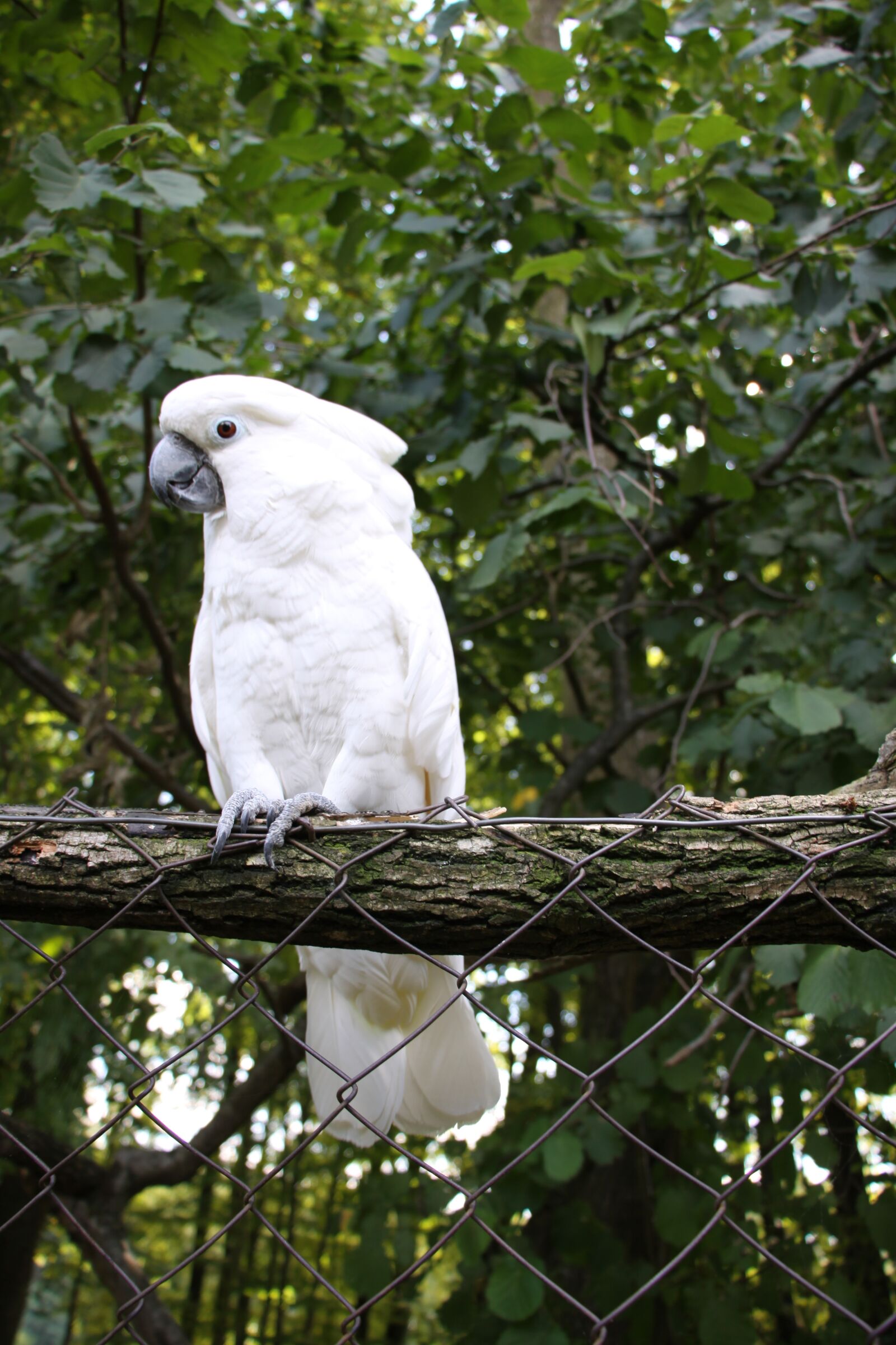 Canon EOS 50D sample photo. Parrots, kakadu, bird photography