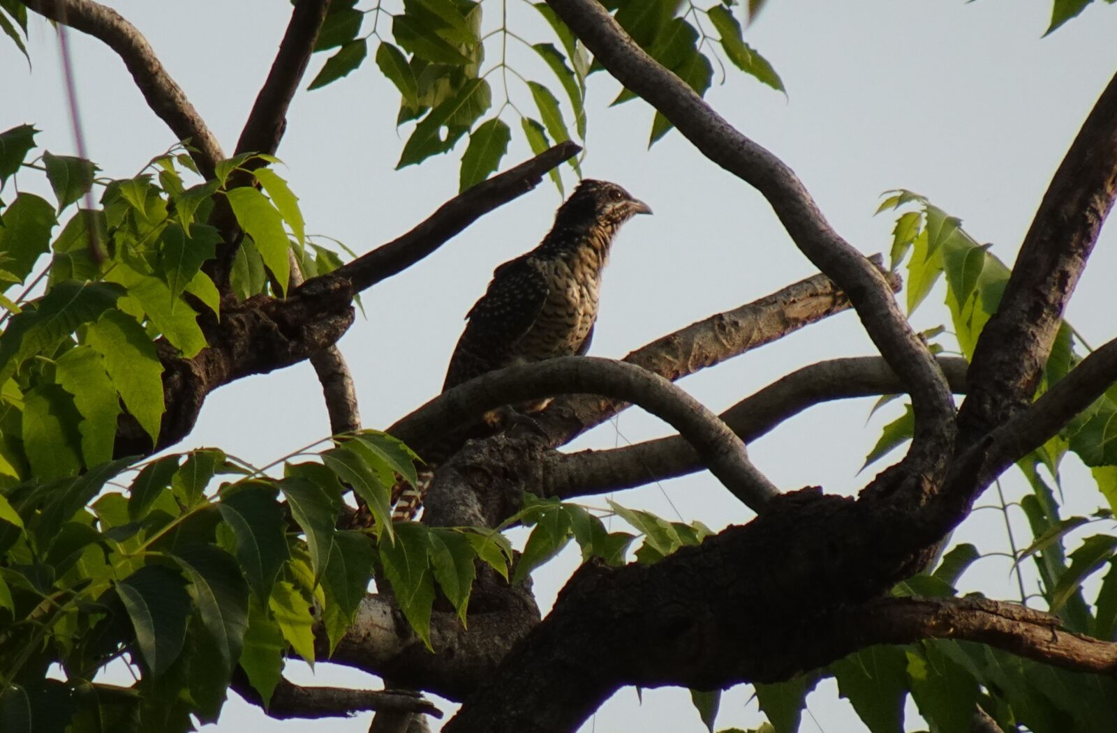 Sony DSC-WX800 sample photo. Bird, asian koel, eudynamys photography