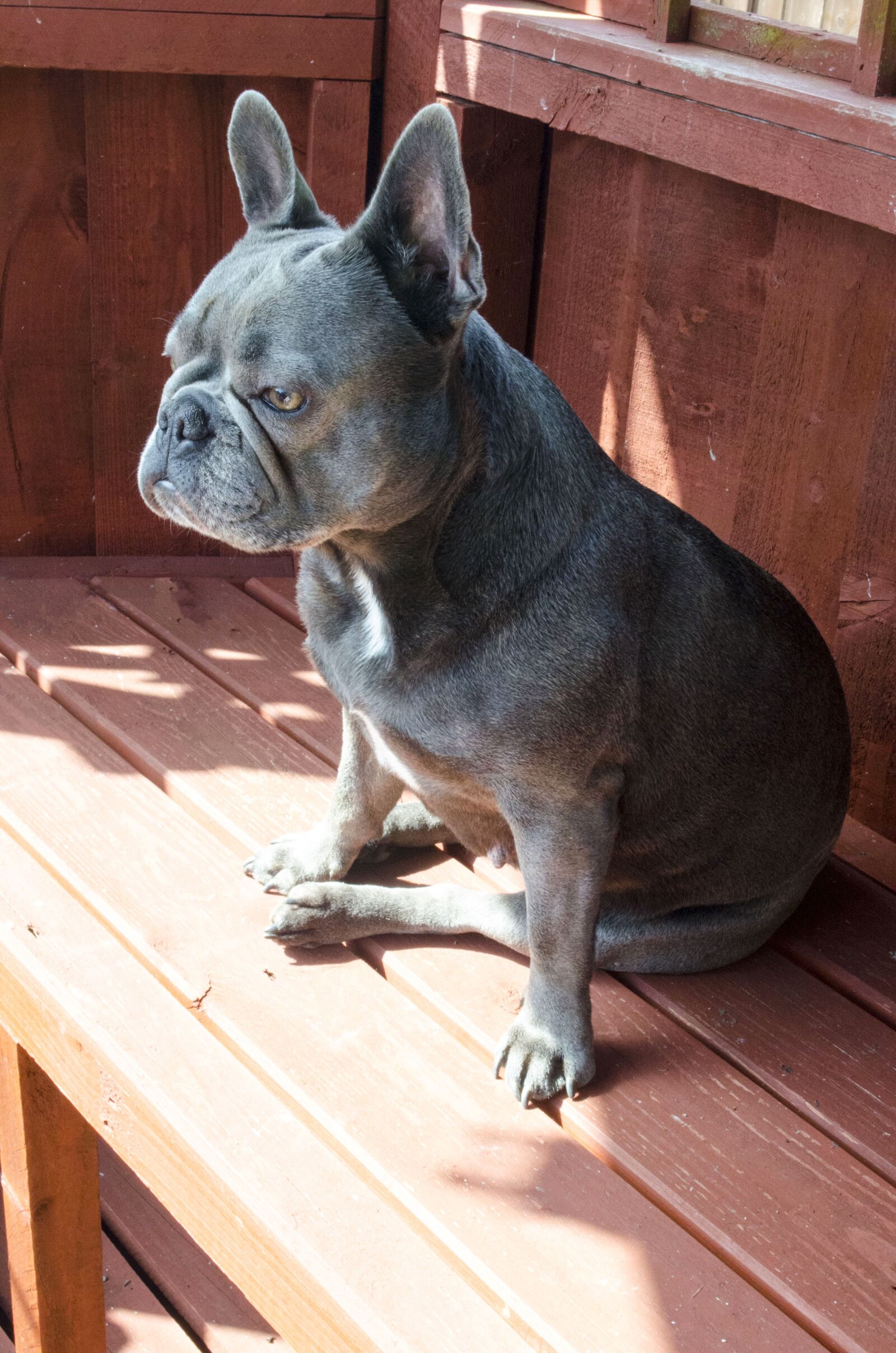 Nikon D5100 sample photo. French bull dog, dog photography