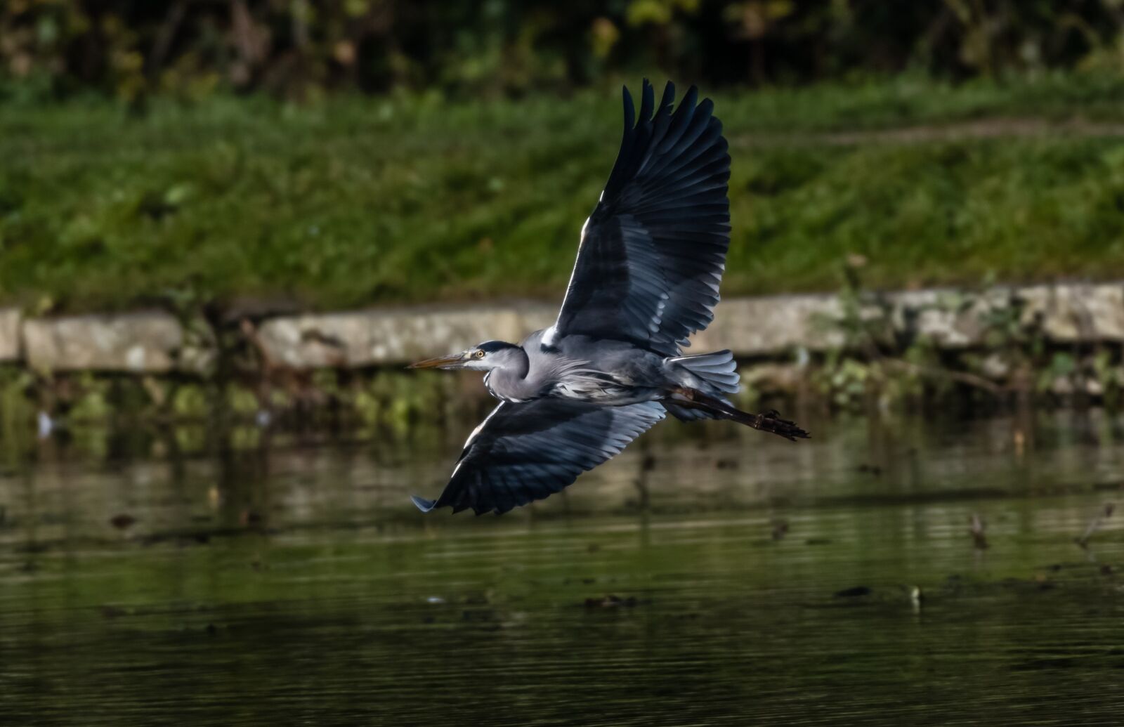 Nikon D500 sample photo. Birds, heron, grey photography