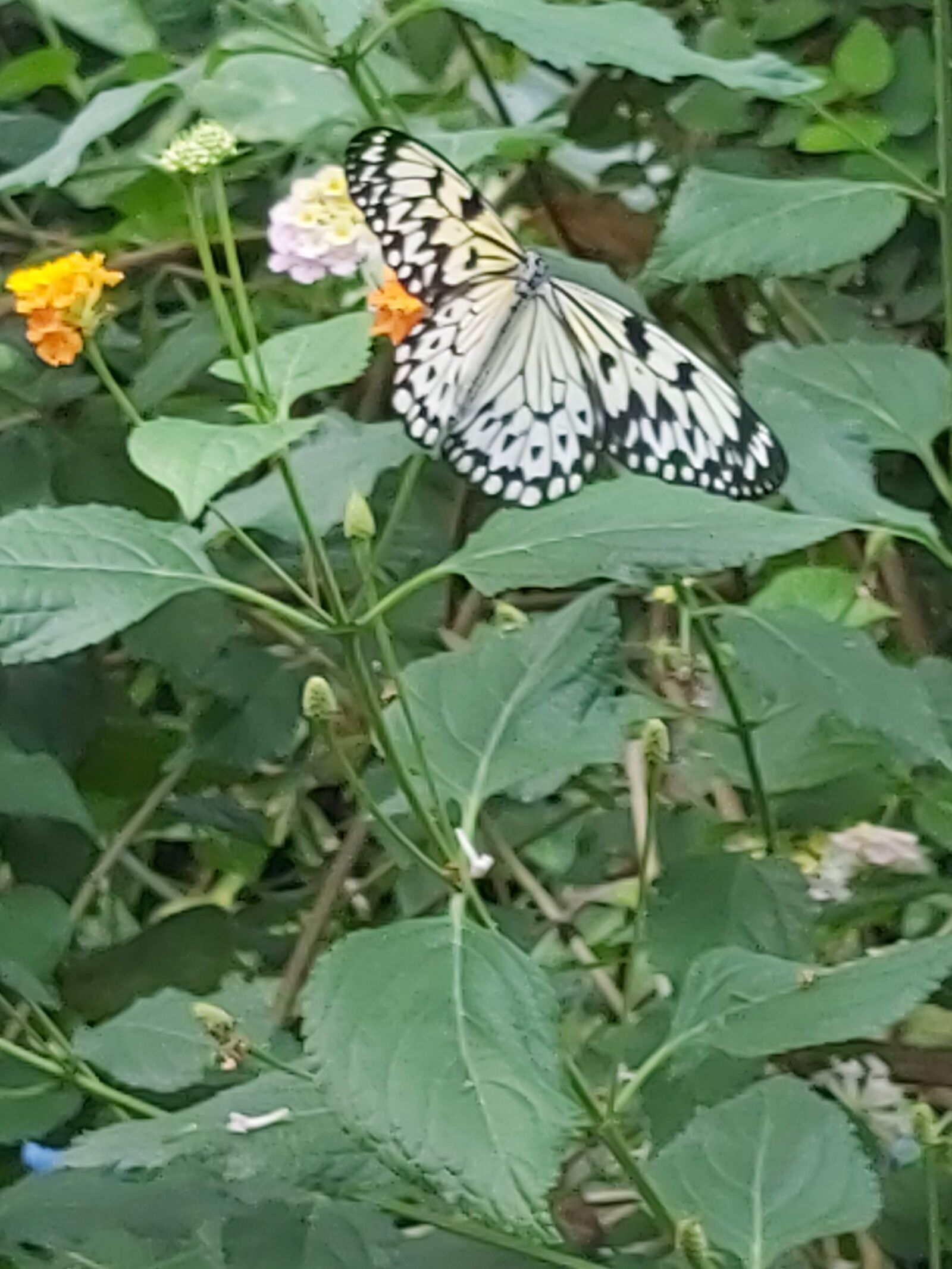 Samsung Galaxy A70 sample photo. Mariposas, naturaleza, butterfly photography