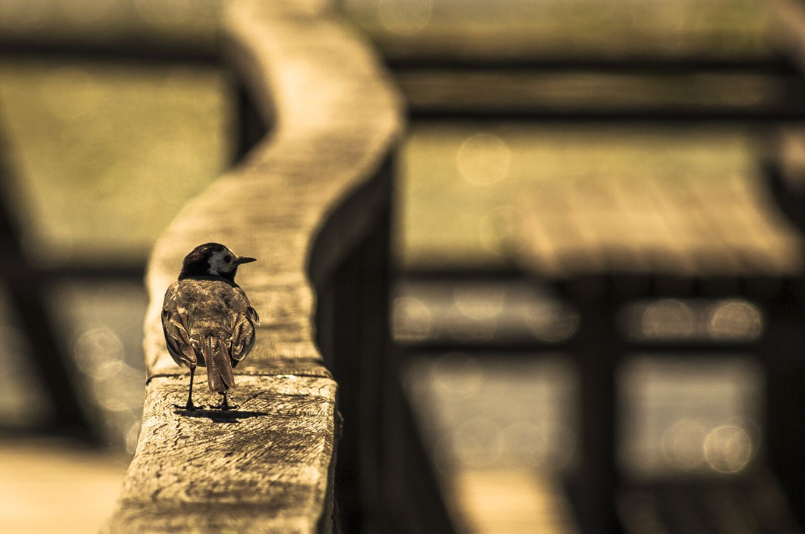 Canon EOS 650D (EOS Rebel T4i / EOS Kiss X6i) sample photo. Bird on railing, white photography