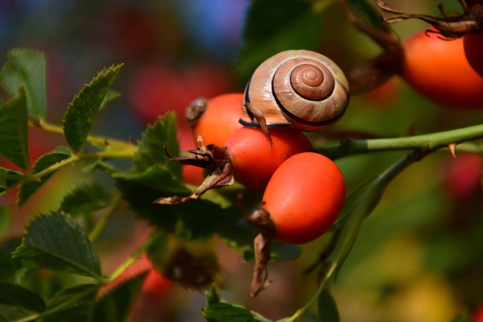 Nikon D3300 sample photo. Rose hip, berry, snail photography