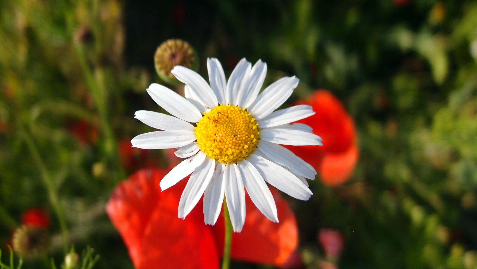 Olympus XZ-1 sample photo. Flower, spring, summer photography