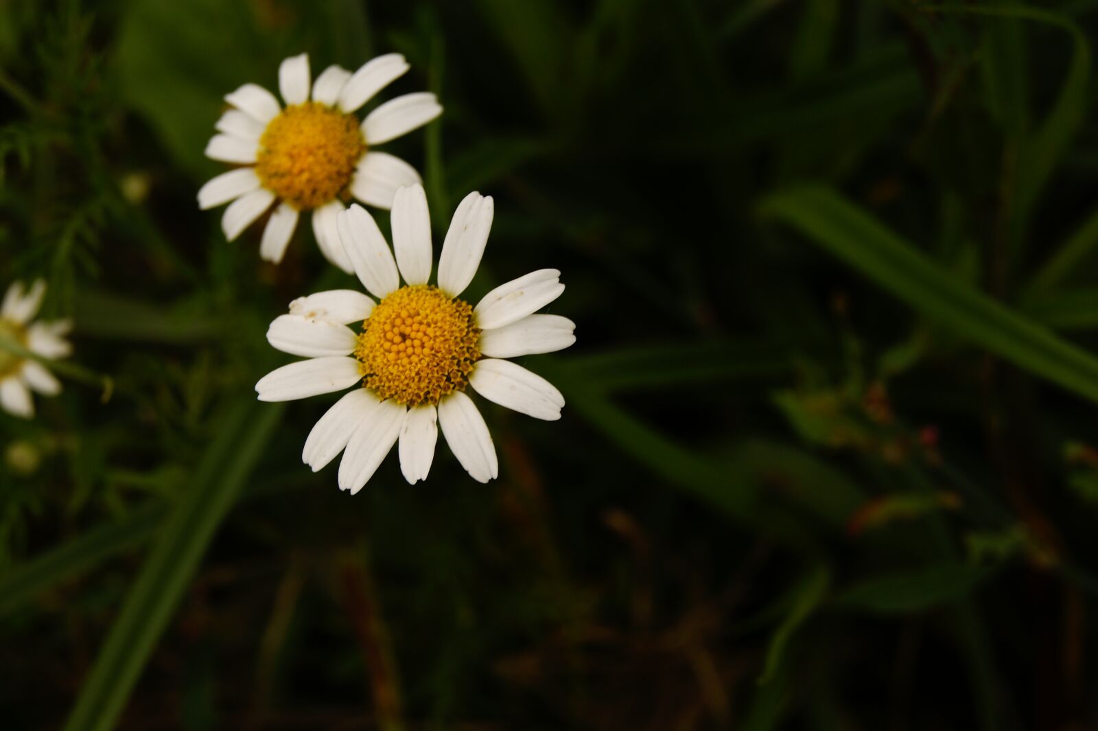 Sony Alpha DSLR-A390 sample photo. Chamomile, yellow, white photography