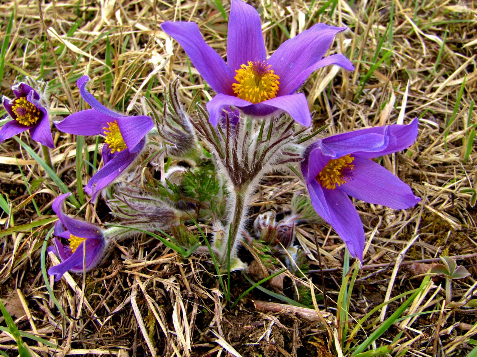 Canon POWERSHOT SX432 IS sample photo. Pasque flower, pasqueflower, flowers photography