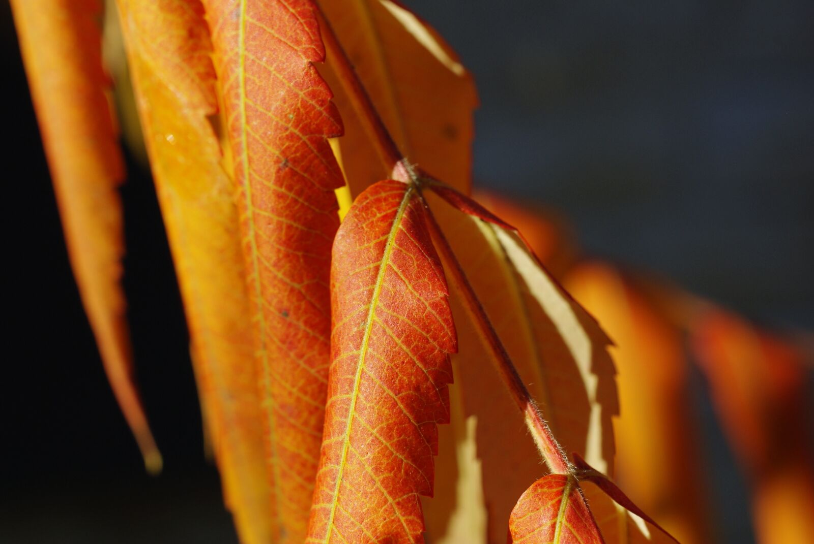 Pentax K200D sample photo. Leaves, foliage, autumn photography