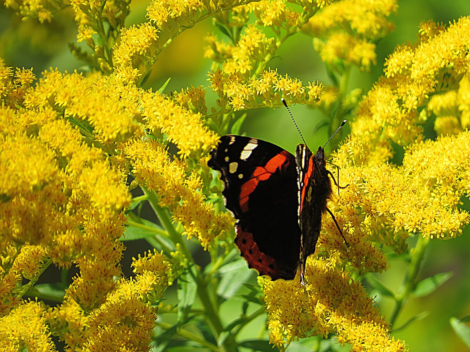 Canon PowerShot SX50 HS sample photo. Butterfly, yellow, flower photography