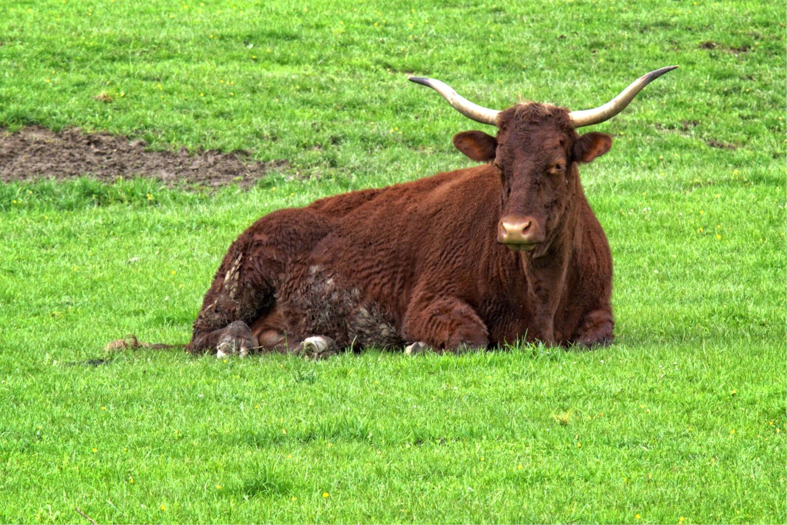 55.0-200.0mm f/4.0-f/5.6 sample photo. Beef, livestock, horns photography