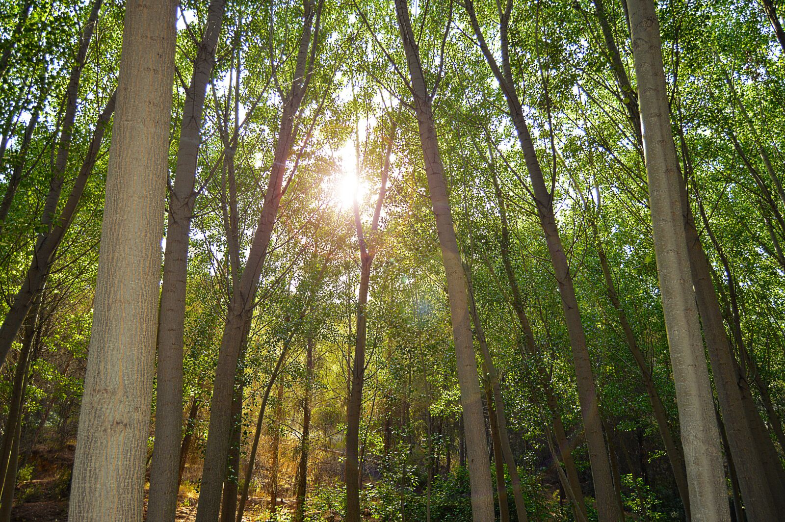 Nikon D3200 sample photo. Flash of the sun photography