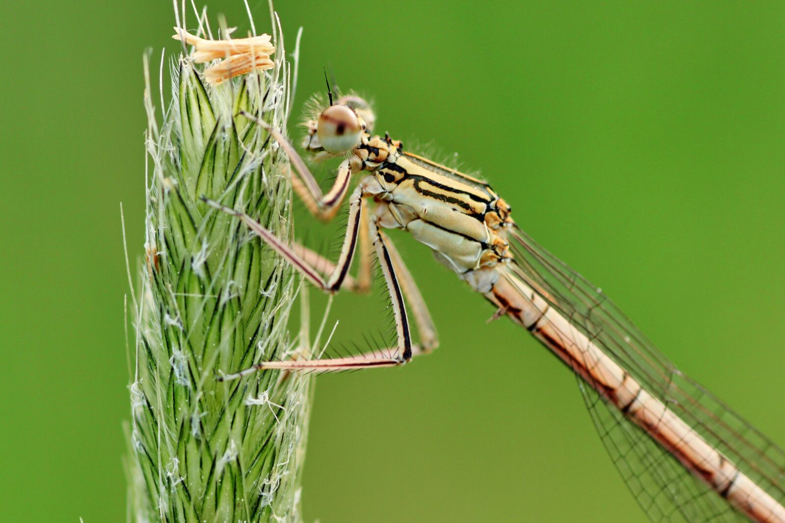 Tamron SP 90mm F2.8 Di VC USD 1:1 Macro sample photo. Dragonfly, close up, macro photography