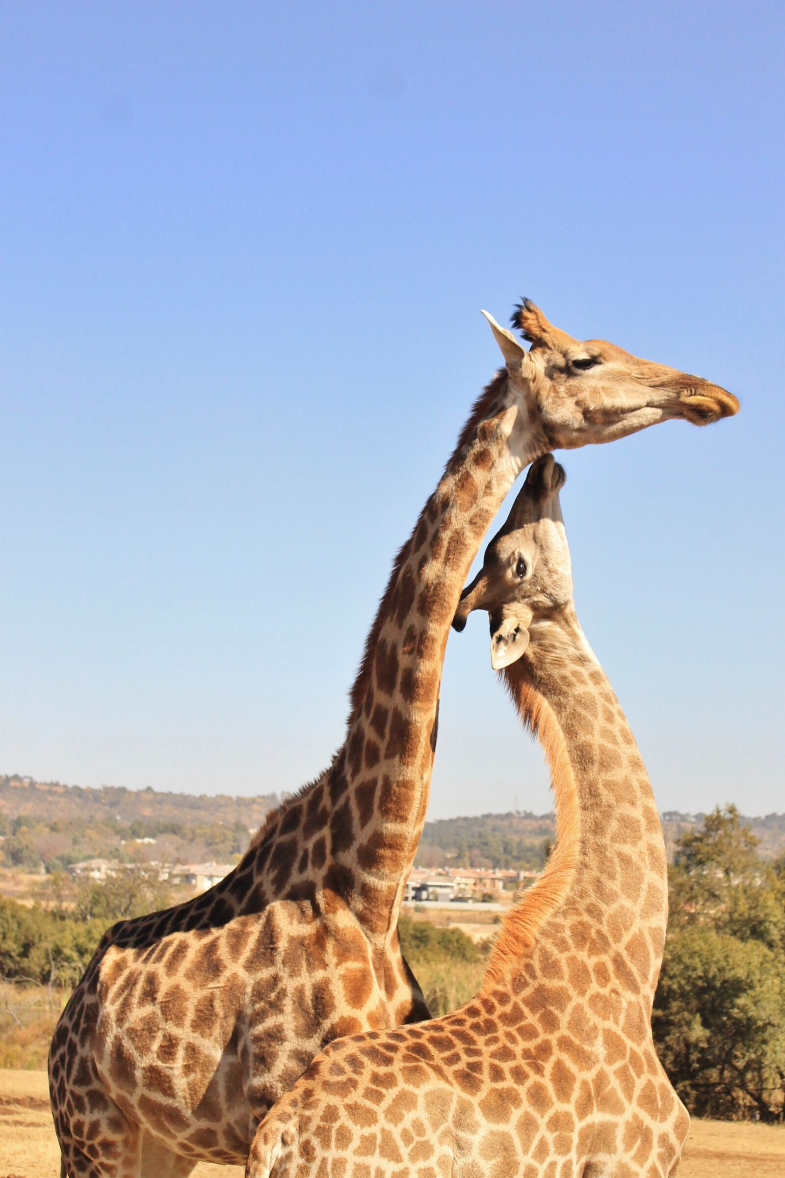 Canon EOS 1100D (EOS Rebel T3 / EOS Kiss X50) sample photo. Giraffe, game, reserve photography