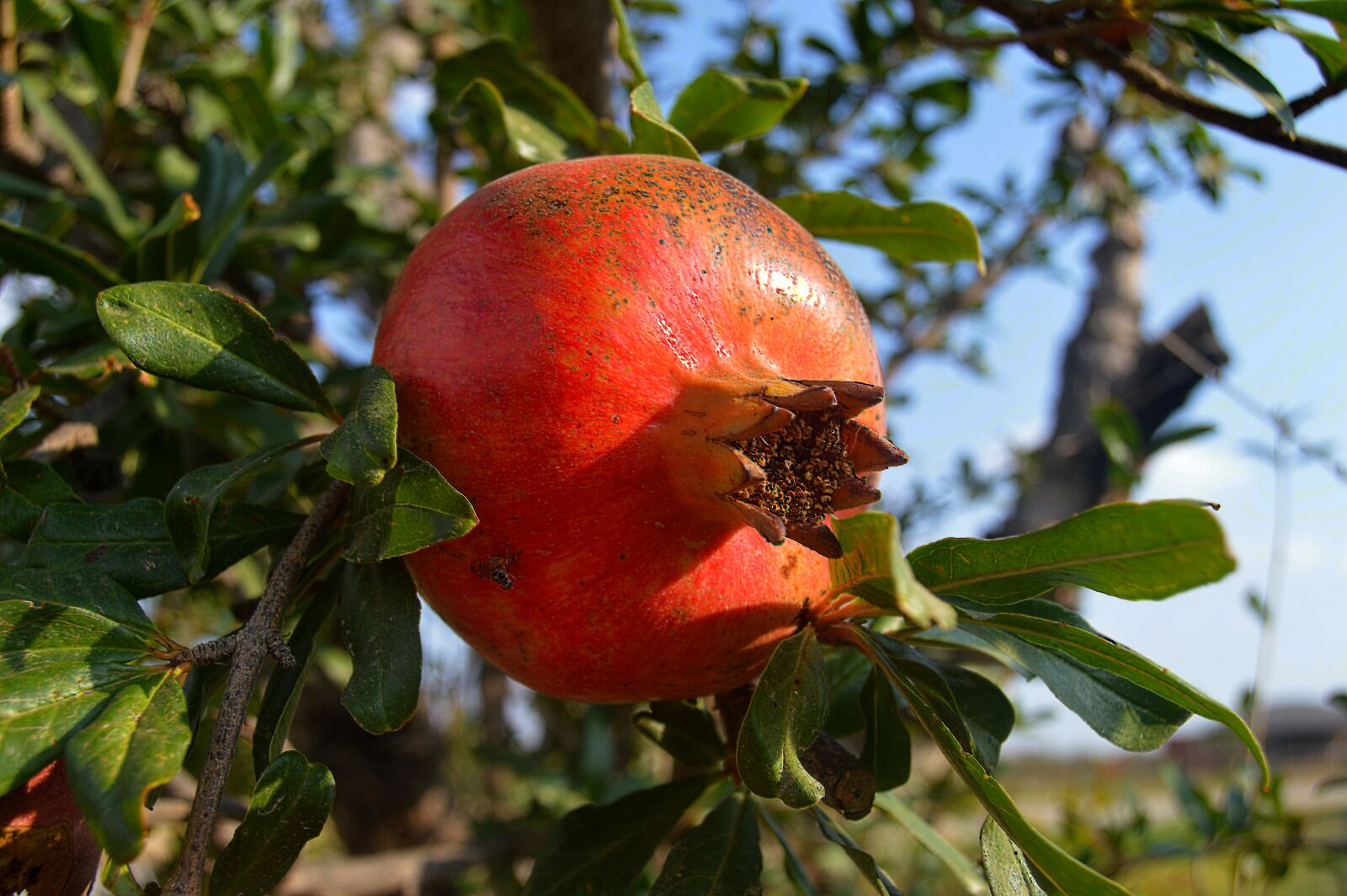 Nikon D3200 sample photo. Grenades, fruit, acidic fruits photography