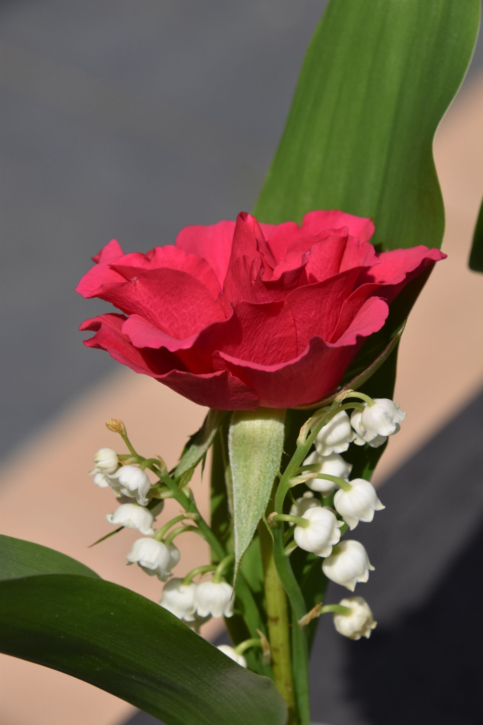 Nikon D5600 sample photo. Flower, plant, pink photography