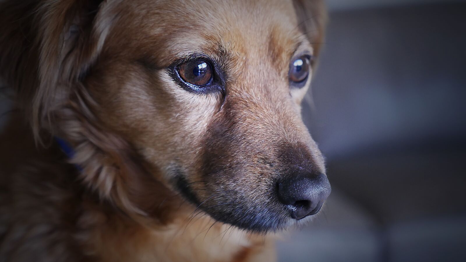 Panasonic Lumix DMC-GH4 sample photo. Dog, cute, animal photography