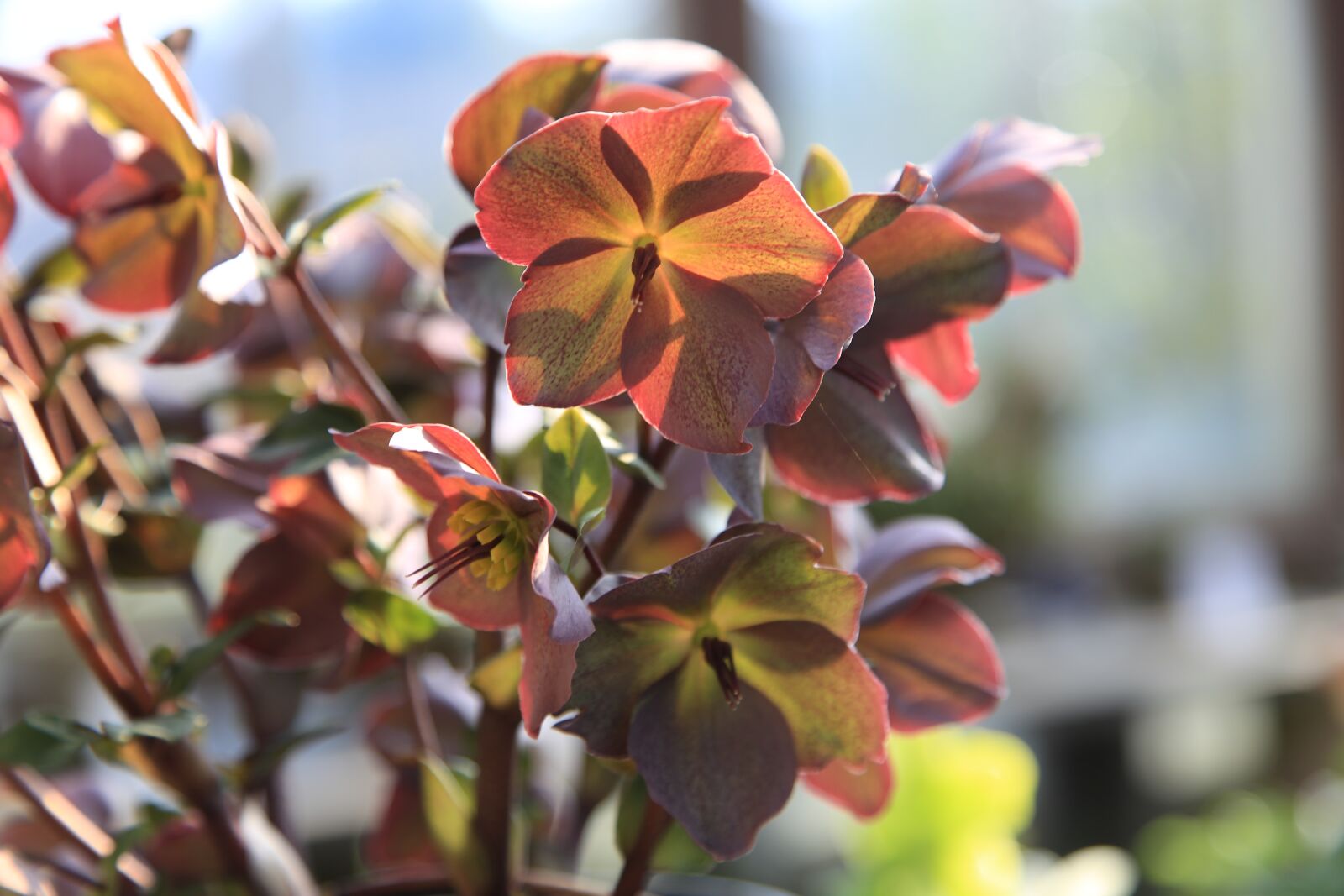Canon EOS 6D + Canon EF 24-105mm F4L IS USM sample photo. Flowers, plants, nature photography