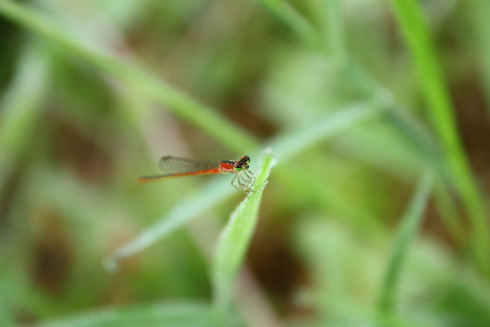 Canon EOS 600D (Rebel EOS T3i / EOS Kiss X5) sample photo. Water drops, grass, plant photography