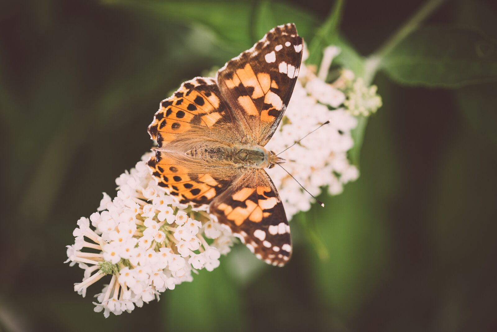 Nikon D750 sample photo. Butterfly, orange, butterflies photography