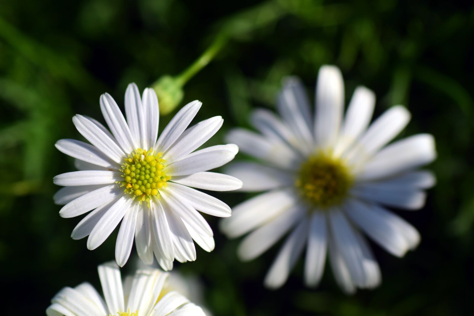 Nikon D3300 sample photo. Daisy, floral, spring photography