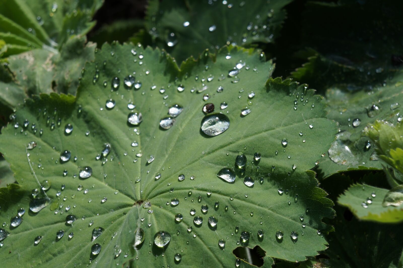 Sony Alpha a3000 sample photo. Dew, sheet, green photography