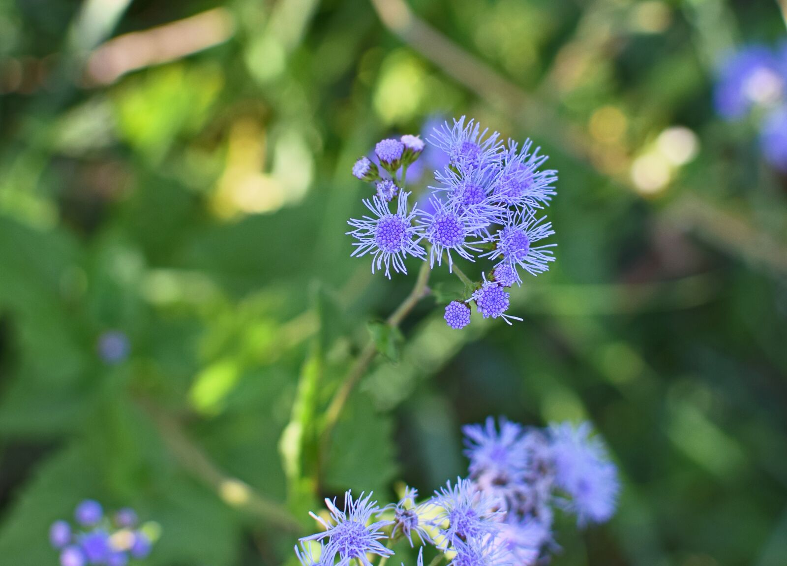 Nikon D3300 sample photo. Blue mist, wildflower, flower photography