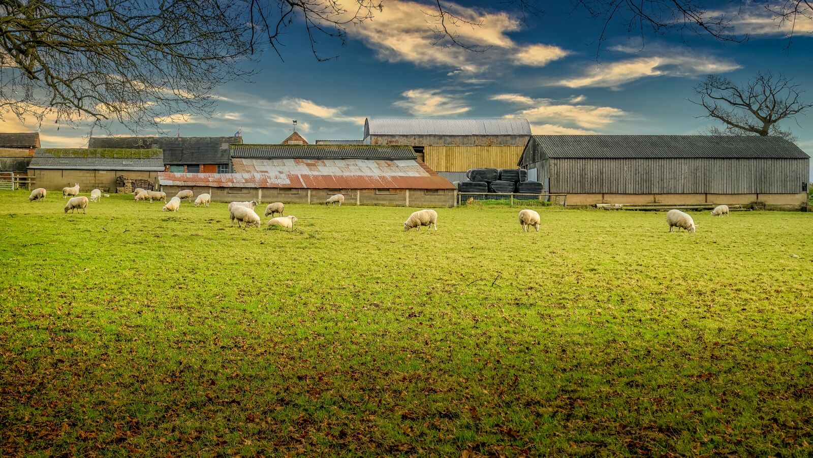 Sony DSC-RX100M5 sample photo. Sheep, farm, lamb photography