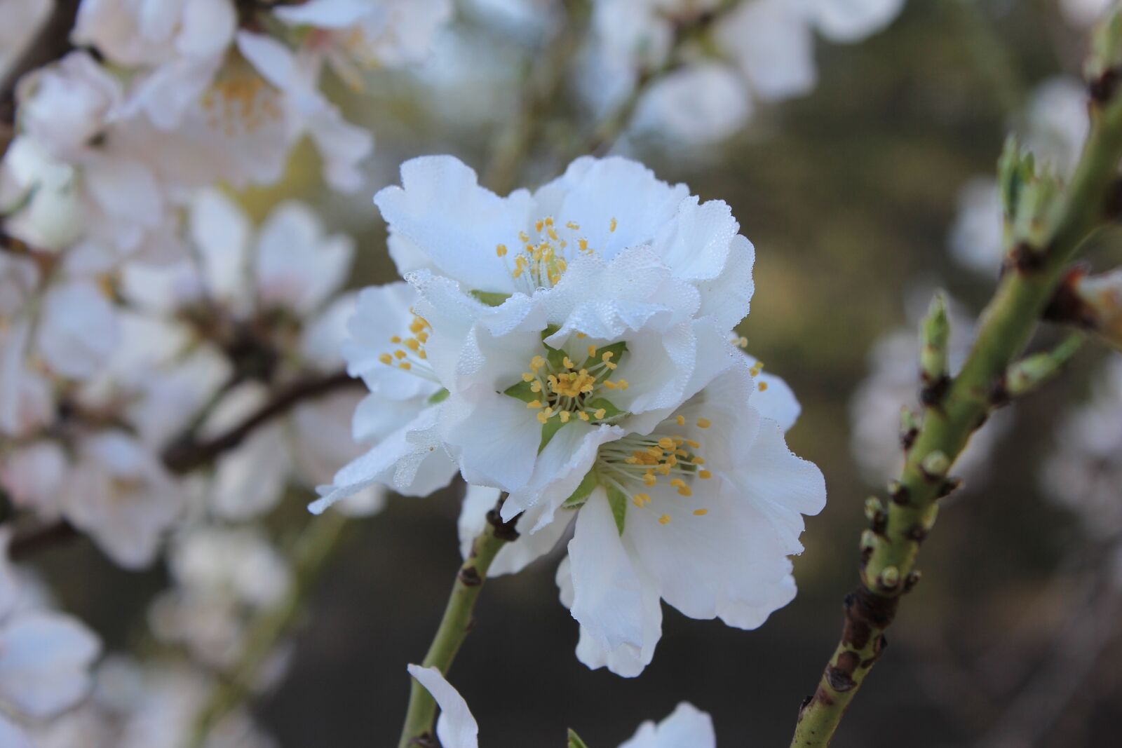 Canon EOS 60D sample photo. Flower, peach, spring photography