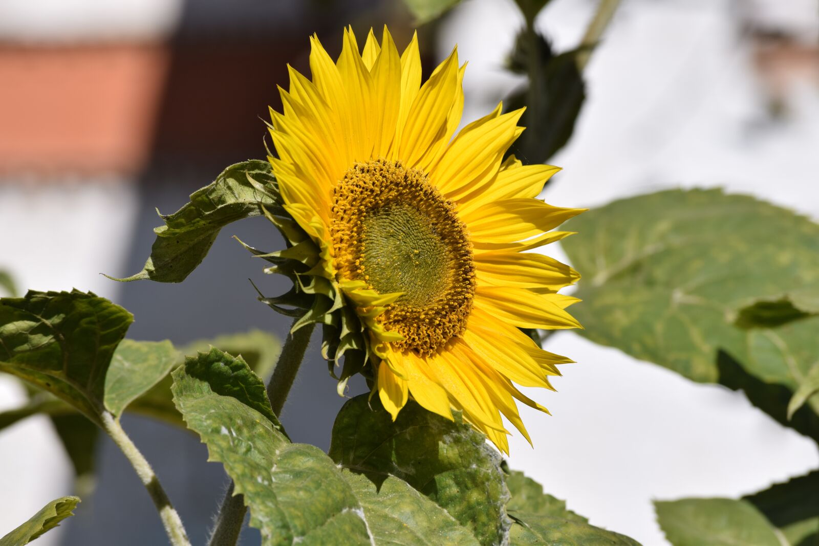 Nikon D5300 sample photo. Sunflower, flower, yellow photography