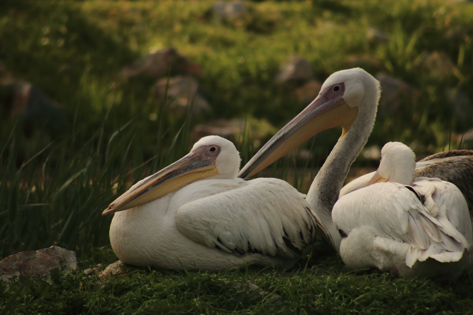 Canon EF75-300mm f/4-5.6 sample photo. Pelican, deep, zoo photography