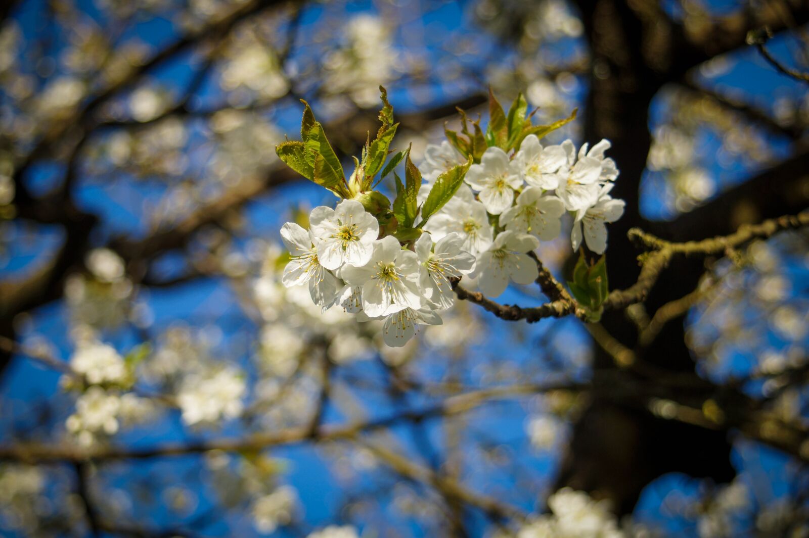 Sony SLT-A58 sample photo. Cherry blossom, branch, blossom photography