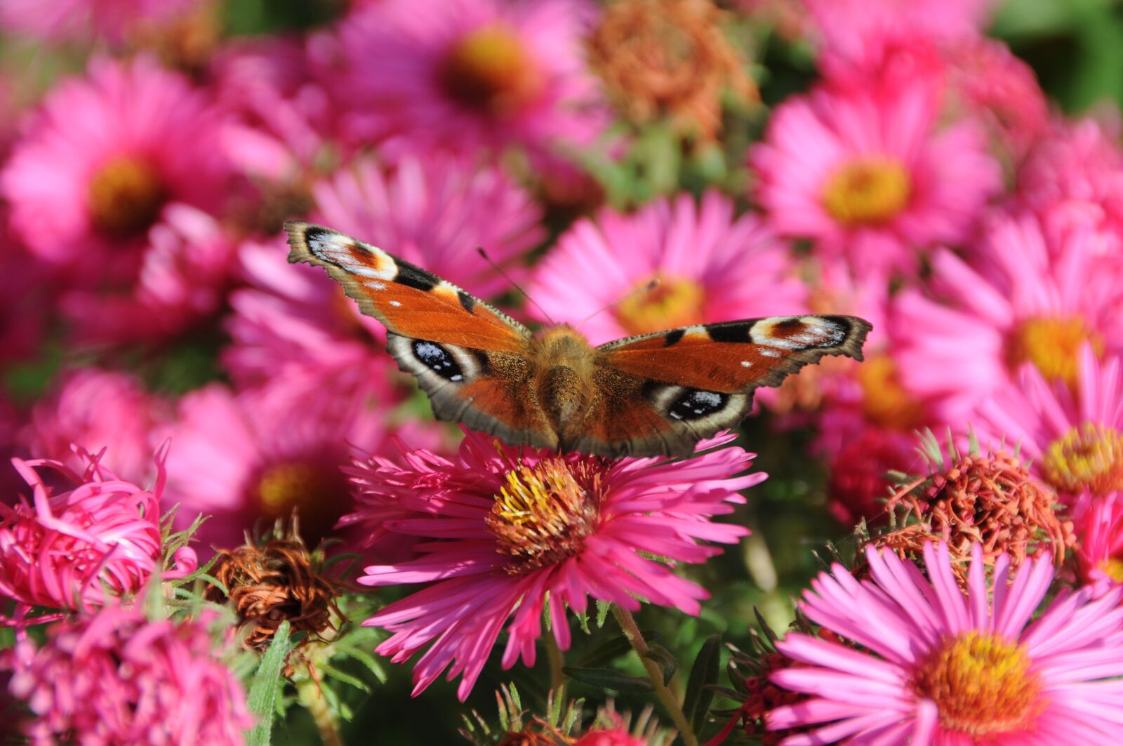 Nikon D300 sample photo. Butterfly, peacock, animal photography