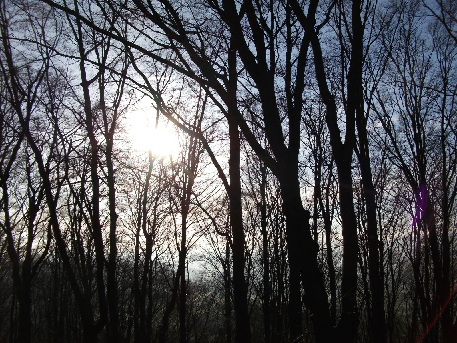 Fujifilm A170 A180 sample photo. Forest, light, morgenstimmung photography