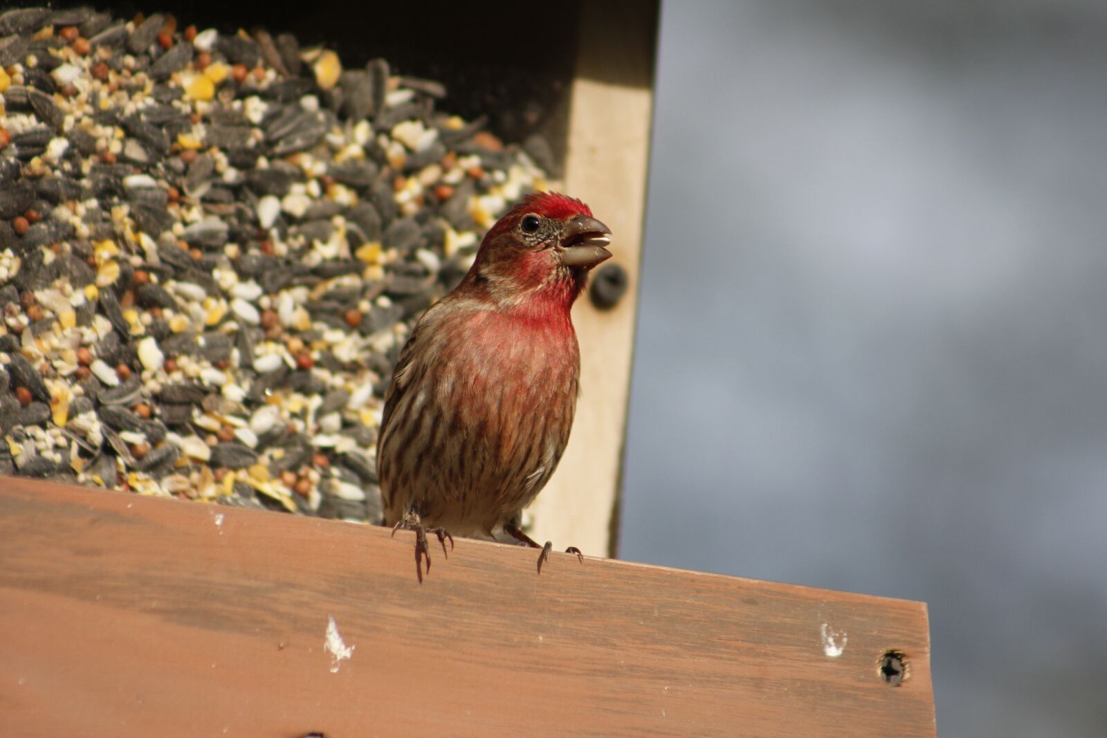 Canon EOS 550D (EOS Rebel T2i / EOS Kiss X4) sample photo. Bird, nature, outdoors photography
