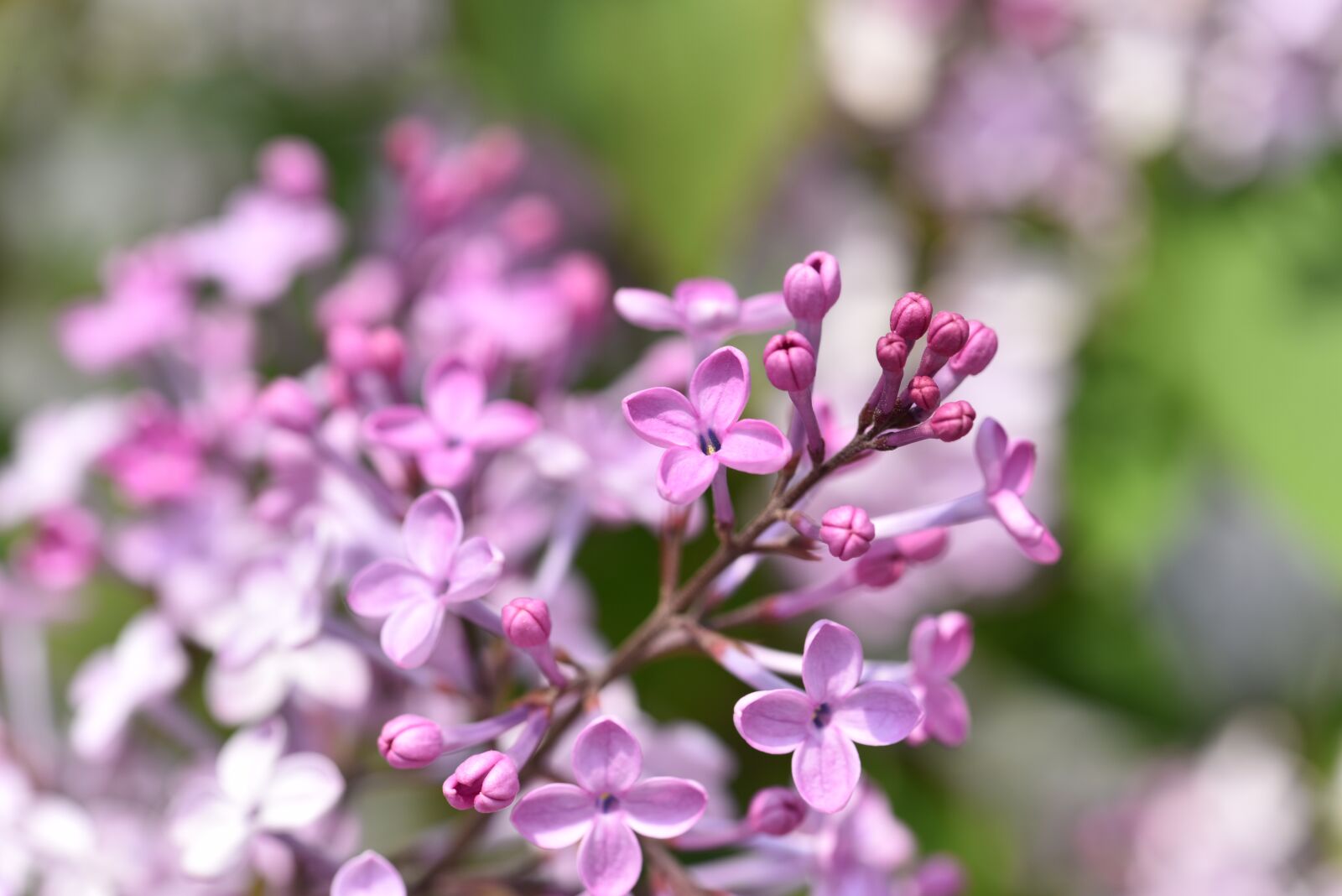 Nikon D810 sample photo. Lilac flower, pink, lilac photography