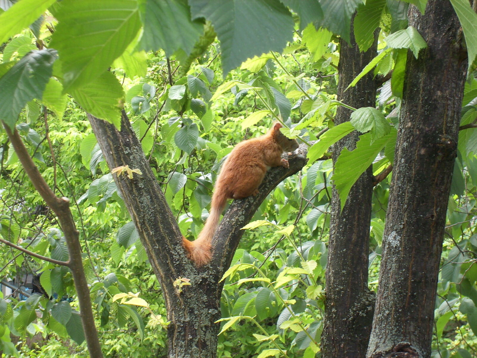 JENOPTIK DigitalCAM sample photo. Animals, nature, squirrel photography