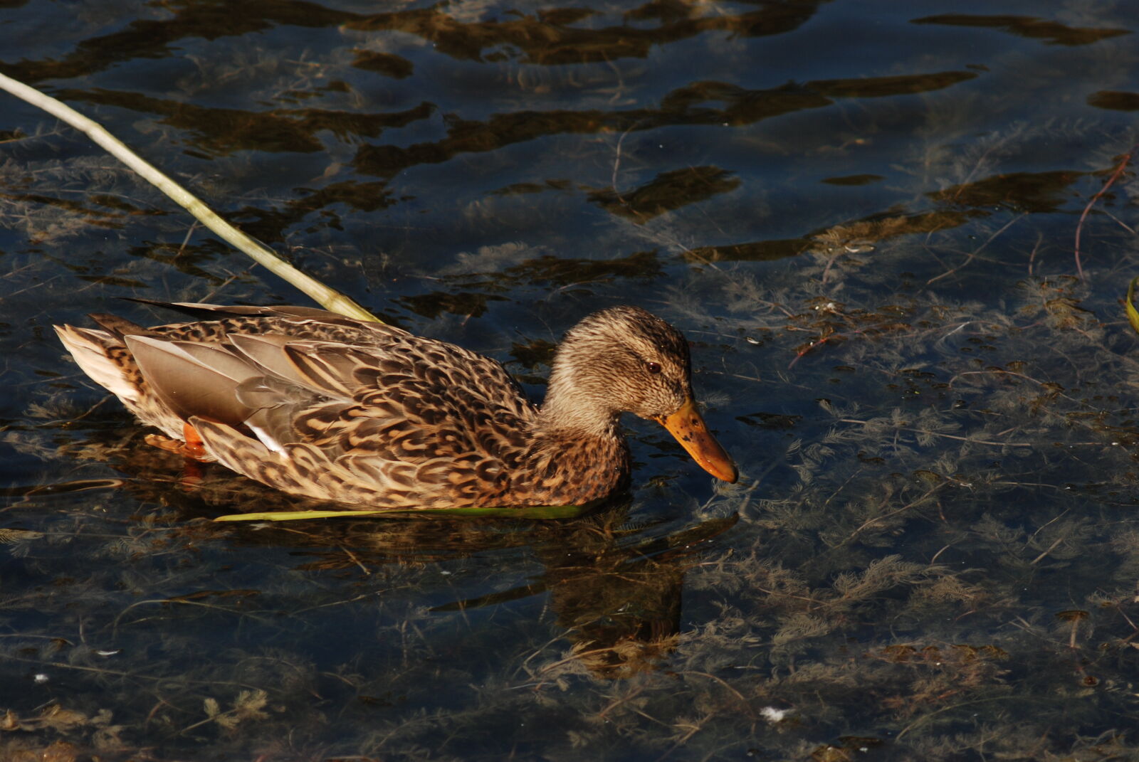 Nikon D80 sample photo