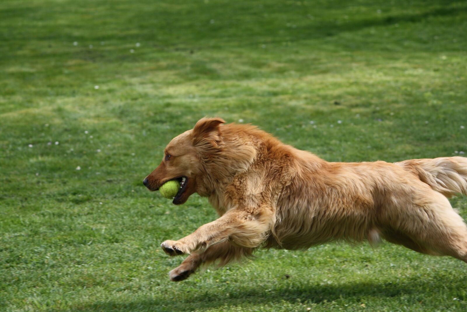 Canon EOS 1000D (EOS Digital Rebel XS / EOS Kiss F) sample photo. Dog, ball, runs photography