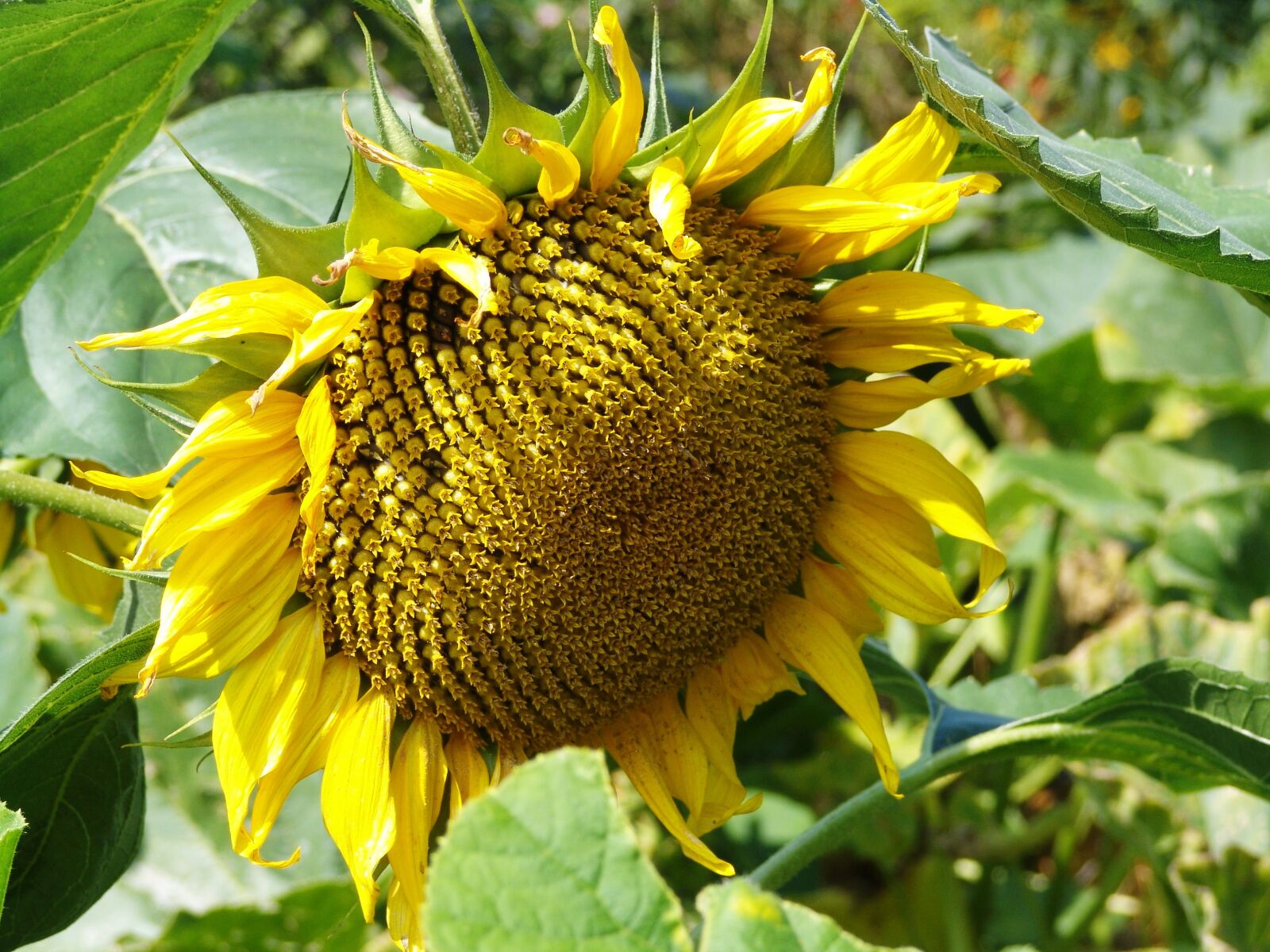 Sony DSC-F828 sample photo. Sunflower, blossom, bloom photography