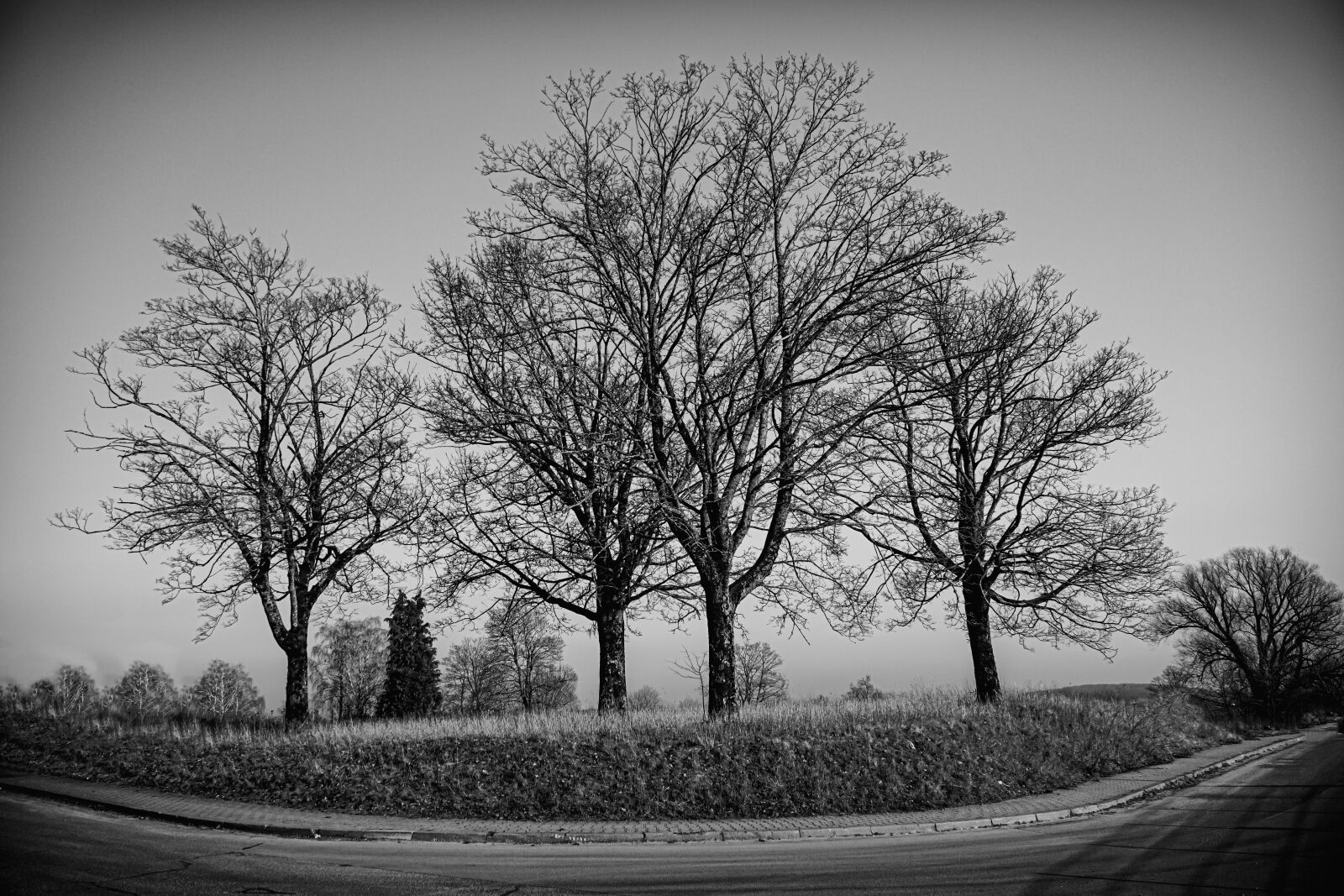 Sony a6000 + Sony E PZ 18-105mm F4 G OSS sample photo. Grove of trees, black photography