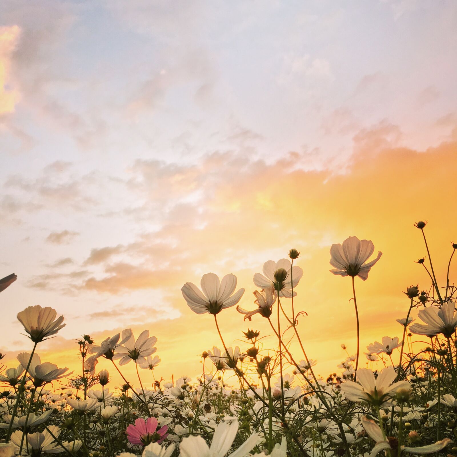 Apple iPhone 6s sample photo. Sunset, flower, spring photography